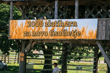 ŽETEV PŠENICE-2